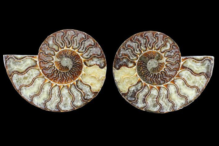 Cut & Polished Ammonite Fossil - Agatized #103083